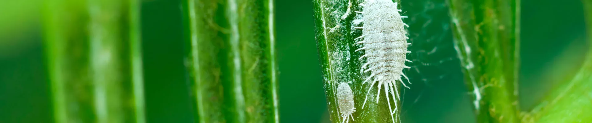 Mealybugs