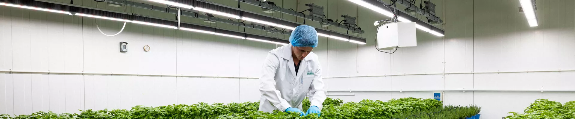 LEDグロウライトにおけるCANNA肥料の 最適な電気伝導率（EC）管理