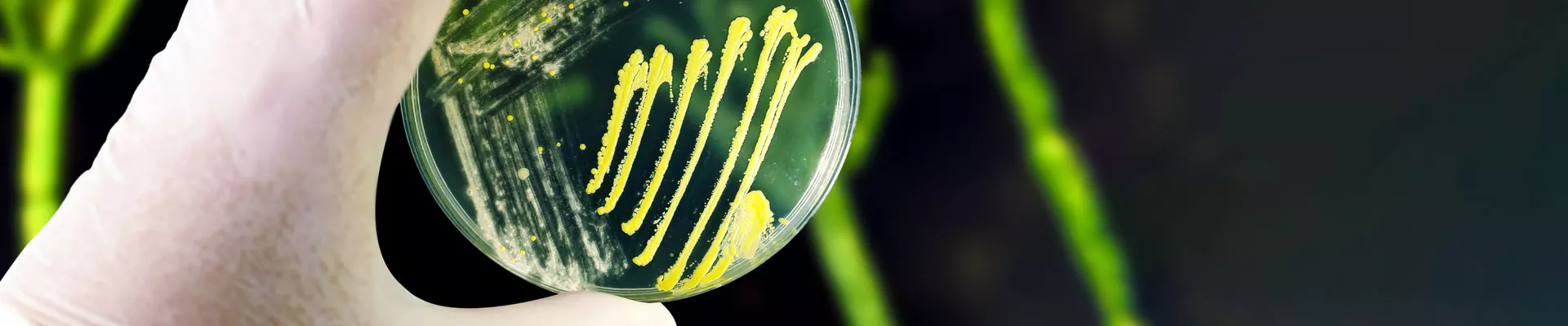 般的に利用されている園芸用微生物の種類と効果