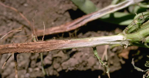 What is Fusarium? - Pests & Diseases