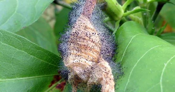 Botrytis cinerea - Pests & Diseases