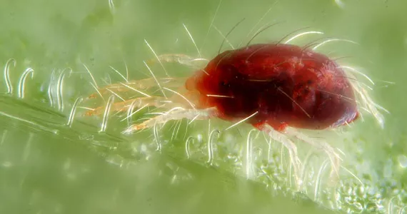 Spider mite - Pests & Diseases