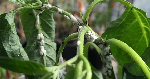 Mealybugs