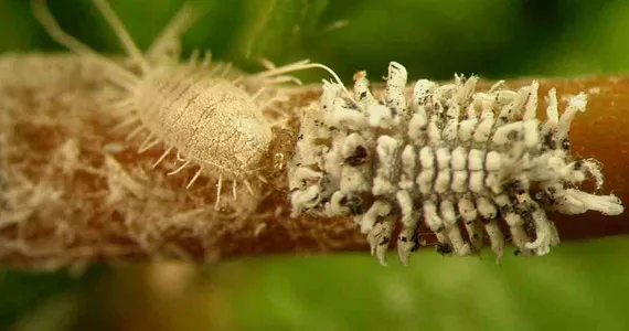 Mealybugs