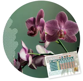 CANNA COCO: Orchids