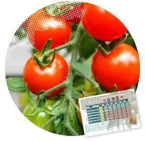 CANNA COCO: Tomatoes