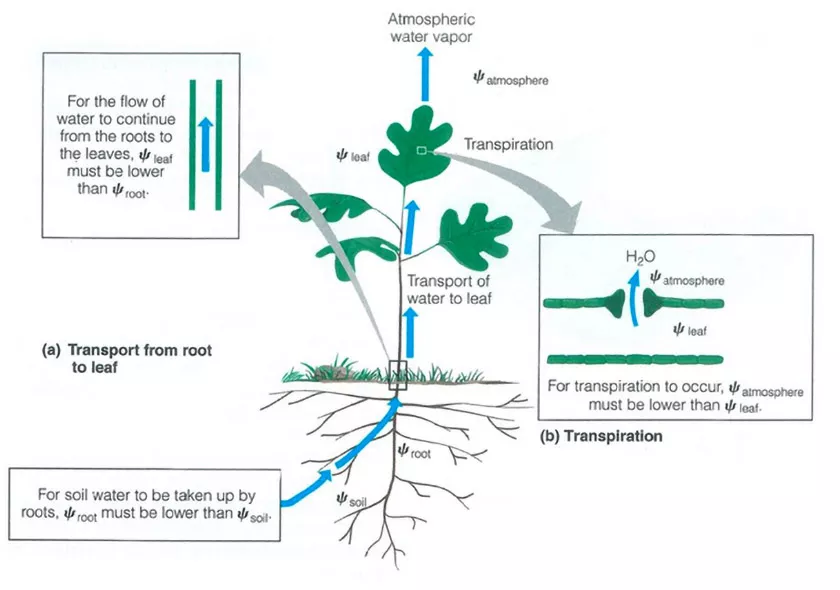 ツールを使いこなして、植物を望む方向へみちびく「生育制御」