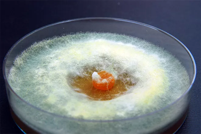 般的に利用されている園芸用微生物の種類と効果