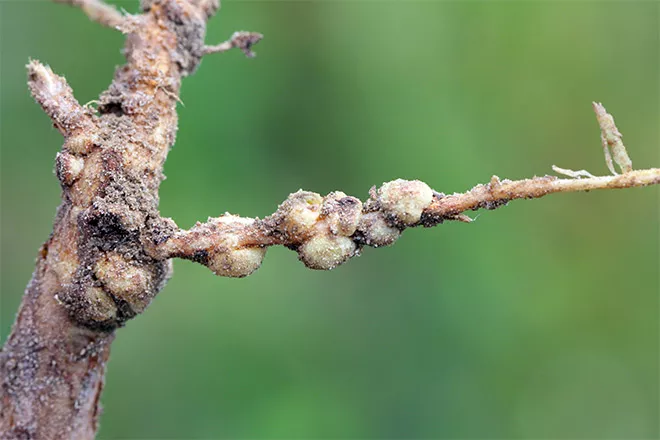 般的に利用されている園芸用微生物の種類と効果