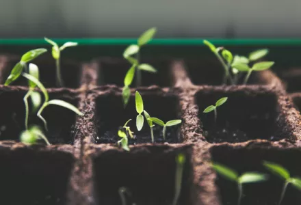 Taking cuttings