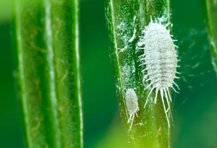 Mealybugs