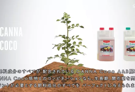 CANNA COCO | CANNA Japan