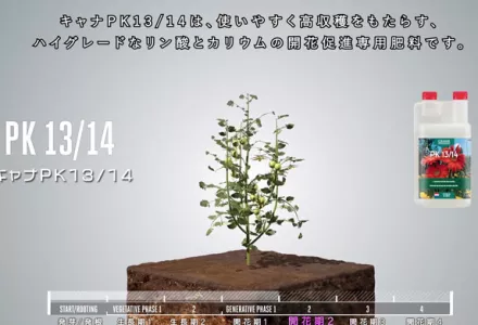 CANNA PK 13/14 | CANNA Japan