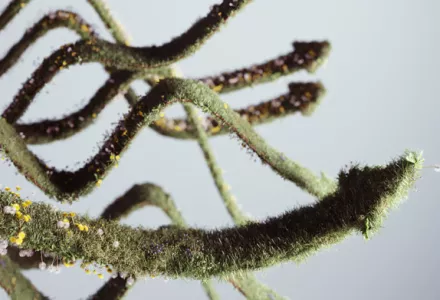 ツールを使いこなして、植物を望む方向へみちびく「生育制御」